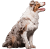 Scarlett Australian Shepherd Home