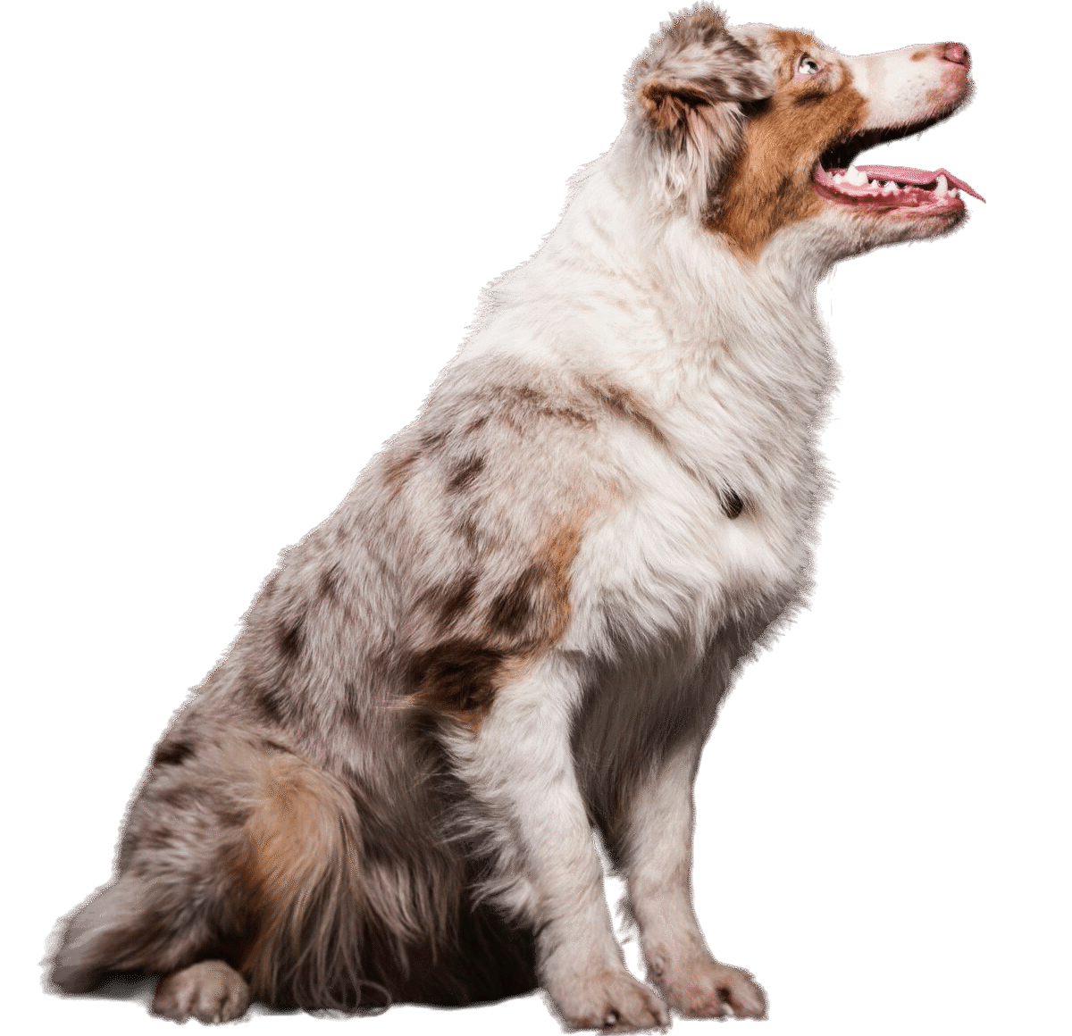 https://scarlettaustralianshepherdhome.com/wp-content/uploads/2025/06/cropped-Australian-Shepherd.png
